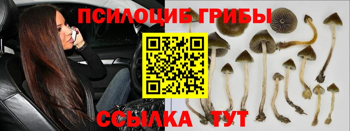 Галлюциногенные грибы прущие грибы  Вход с VPN  Галлюциногенные грибы Psilocybine cubensis  Шали 